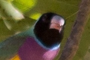 Gouldian Finch (Erythrura gouldiae)